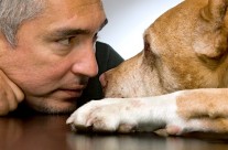 Inquiry finds no evidence of animal cruelty by ‘Dog Whisperer’ Cesar Millan