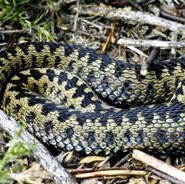 Dog Tip for Today. Adder Bites. Symptoms can include …