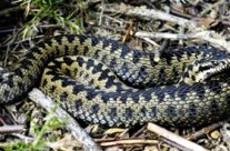 Dog Tip for Today. Adder Bites. Symptoms can include …