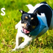 BIG Walkies Bournemouth,  Saturday 21 May, West Cliff Gardens, Bournemouth …