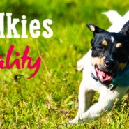 RSPCA Big Walkies Vitality! Kicking off in May to include Bournemouth …