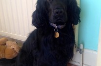 Four Paws Dog Archie looking a super handsome puppy after his visit ……