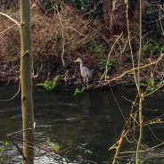 Heron on the River Allen, Wimborne on my Dog Walk this morning …