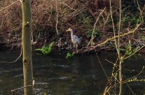 Heron on the River Allen, Wimborne on my Dog Walk this morning …