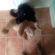 Four Paws Dog Archie presenting me with his soft toy on my arrival at his home!