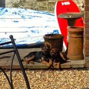 Ella and ToTo, Four Paws Dogs!