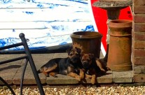 Ella and ToTo, Four Paws Dogs!