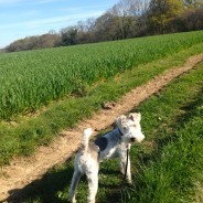 Dog Walk yesterday with Four Paws dog Max. High Hall nr Wimborne …