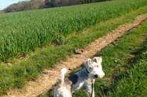 Dog Walk yesterday with Four Paws dog Max. High Hall nr Wimborne …