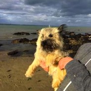 Two dogs rescued from cliffs near Swanage by coastguards …