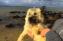 Two dogs rescued from cliffs near Swanage by coastguards …