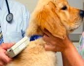 Dog microchipping becomes compulsory across UK.