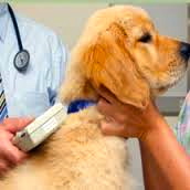 Dog microchipping becomes compulsory across UK.