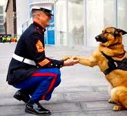 Wounded Military Dog Gets Highest War Medal. A military dog who lost her leg …