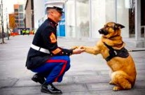 Wounded Military Dog Gets Highest War Medal. A military dog who lost her leg …