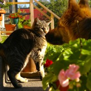 Own a pet? Then keep them safe from these poisonous plants…