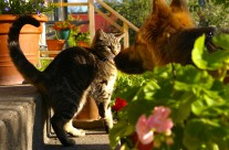 Own a pet? Then keep them safe from these poisonous plants…