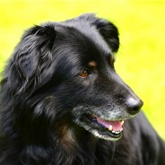 Great Read! Helping Your Senior Pet Age Comfortably. Dogs and Cats …