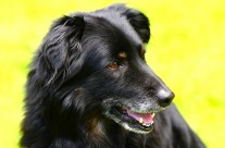 Great Read! Helping Your Senior Pet Age Comfortably. Dogs and Cats …