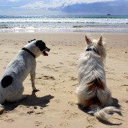 Holidays! Taking your dog abroad? Read these 10 really useful tips! …