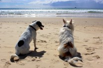 Holidays! Taking your dog abroad? Read these 10 really useful tips! …