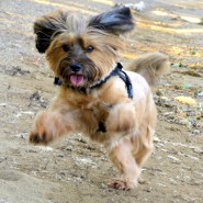 Suggested Dog Walk for Today. Knoll Beach, Studland Bay. Cadbury Easter Egg Hunt …