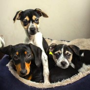 Dogs and their beds. How do I clean my dog’s bed?