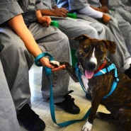 Rikers Island teen inmates adopt and tame homeless pit bull …