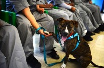 Rikers Island teen inmates adopt and tame homeless pit bull …