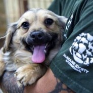 200 Saved From Horrific Dog Meat Farm in South Korea …