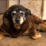 World’s ‘oldest dog’ Maggie dies peacefully, sleeping in her basket …