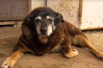 World’s ‘oldest dog’ Maggie dies peacefully, sleeping in her basket …