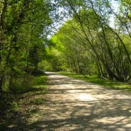 Suggested Dog Walk for a rainy day! Willett Arms to Broadstone, nr Wimborne, along the Castleman Trailway