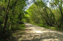 Suggested Dog Walk for a rainy day! Willett Arms to Broadstone, nr Wimborne, along the Castleman Trailway