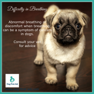 Dog Tip for Today. Difficulties in Breathing …