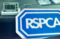 RSPCA (England & Wales). Dogs die in hot cars …