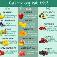 Really useful Chart. Can my Dog Eat? …