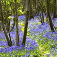 Suggested Dog Walk for Today! 2.8 miles to include Bluebell Wood, Pamphill, Wimborne …