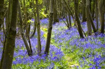 Suggested Dog Walk for Today! 2.8 miles to include Bluebell Wood, Pamphill, Wimborne …