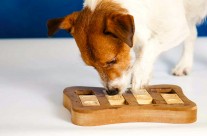 5 Steps To Greater Enrichment for your Dog …