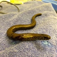 RSPCA. Not just about Dogs! All creatures great and small. Slow worm is doing fantastically after surgery today …