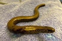 RSPCA. Not just about Dogs! All creatures great and small. Slow worm is doing fantastically after surgery today …