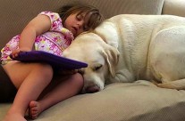 Diabetic alert dog smells girl’s sugar drop from 5 MILES away then warns mum of danger …