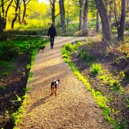 Four Paws dogs Ella and Toto our for a Dog Walk on Bank Holiday Monday …