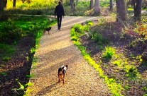 Four Paws dogs Ella and Toto our for a Dog Walk on Bank Holiday Monday …