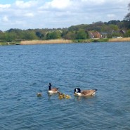 Goslings on our Dog Walk at Longham Resevoirs, Nr Wimborne