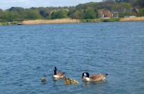 Goslings on our Dog Walk at Longham Resevoirs, Nr Wimborne