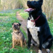 Wicked photo! Oakey and Poppy squirrel watching at Witchampton, nr Wimborne …