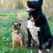 Wicked photo! Oakey and Poppy squirrel watching at Witchampton, nr Wimborne …