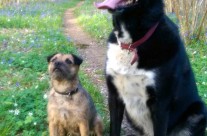 Wicked photo! Oakey and Poppy squirrel watching at Witchampton, nr Wimborne …